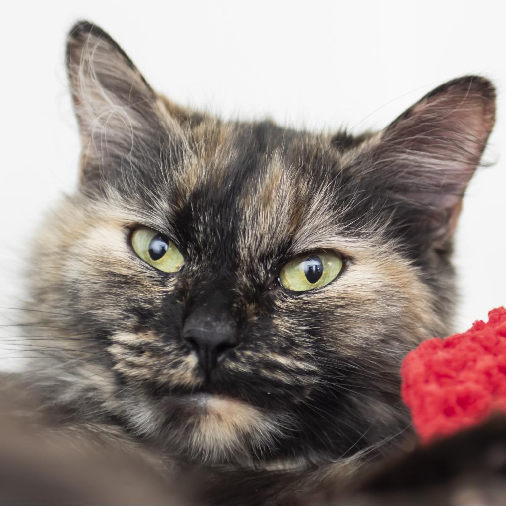 Adoptable Cat of the Week: Applejack - What's Up Newp
