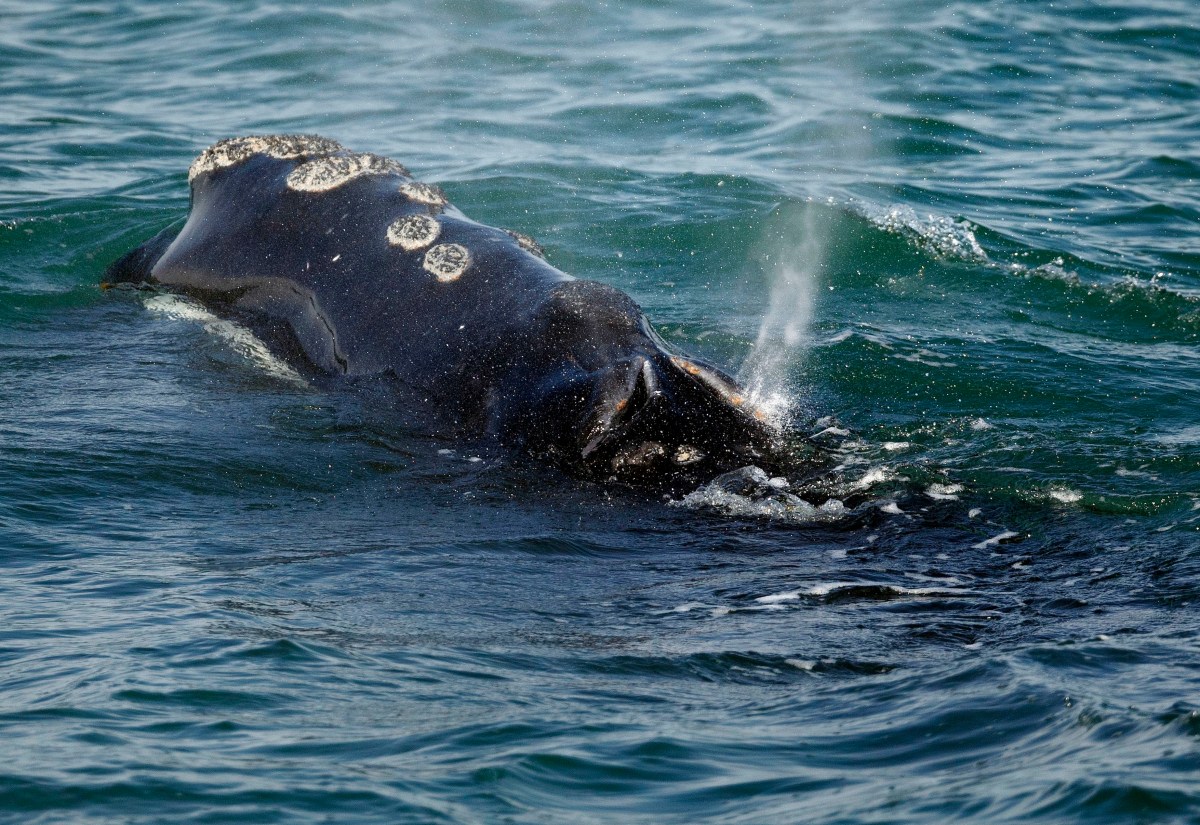 To help rare whales, Maine and Massachusetts will spend $27