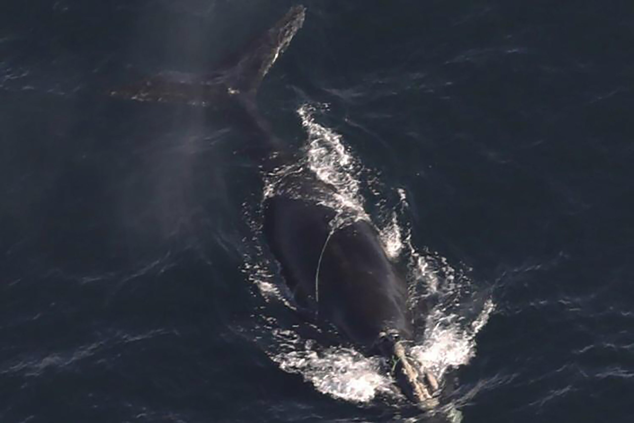 Endangered whales found entangled in rope off Massachusetts, and 1 is ...