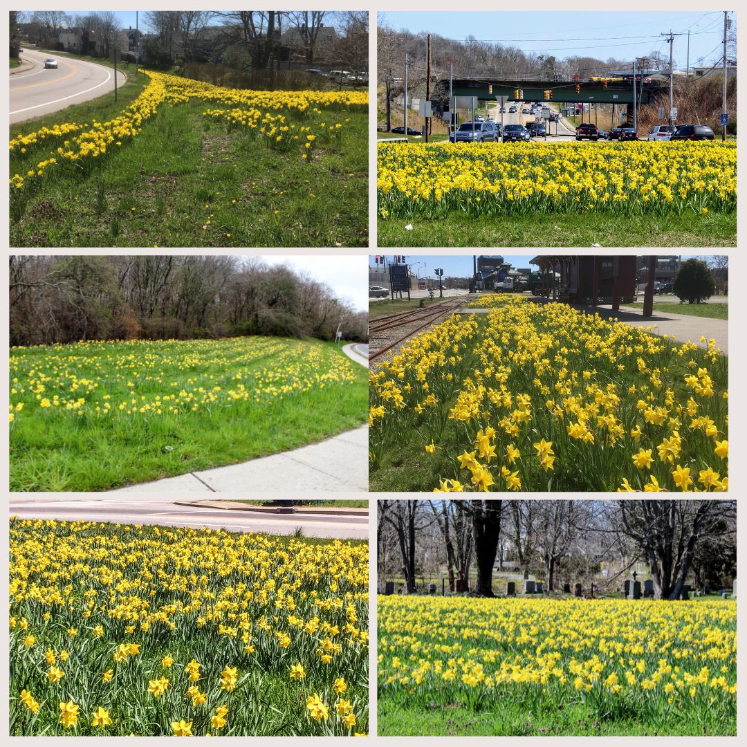 Letter to the Editor: Restore daffodils this fall destroyed during bridge ramp construction