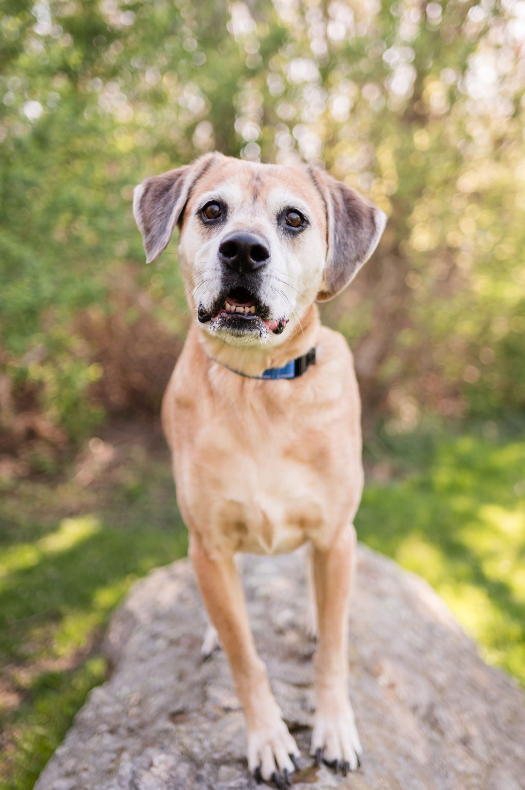 Potter League launches ‘Stars, Stripes & Second Chances' adoption event as shelter reaches capacity
